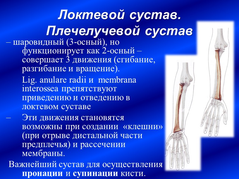 Локтевой сустав.  Плечелучевой сустав – шаровидный (3-осный), но функционирует как 2-осный –совершает 3